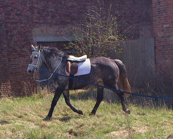 broodmare Kornfee (Haflinger, 2006, from Admiral)