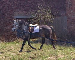 Pferd Kornfee (Haflinger, 2006, von Admiral)