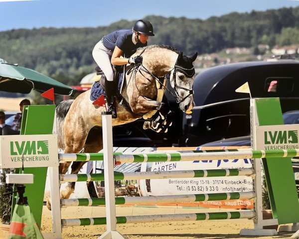jumper Neveda M (Hungarian Warmblood, 2017, from Fabriano VDL)