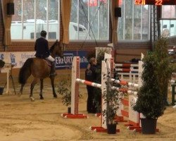 Springpferd Tip Top 19 (Belgisches Warmblut, 2003, von Triomphe de Muze)