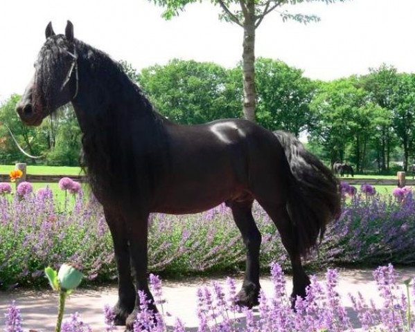 stallion Abel (Friese, 1992, from Reitse 272)