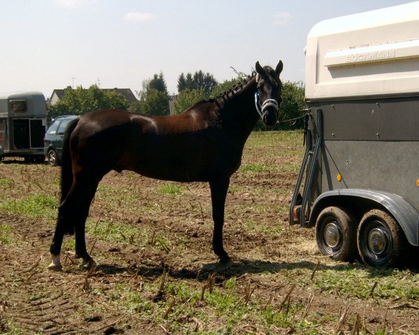 horse Diavolo Magico (Oldenburg, 1998, from Davignon I)