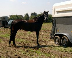 dressage horse Diavolo Magico (Oldenburg, 1998, from Davignon I)