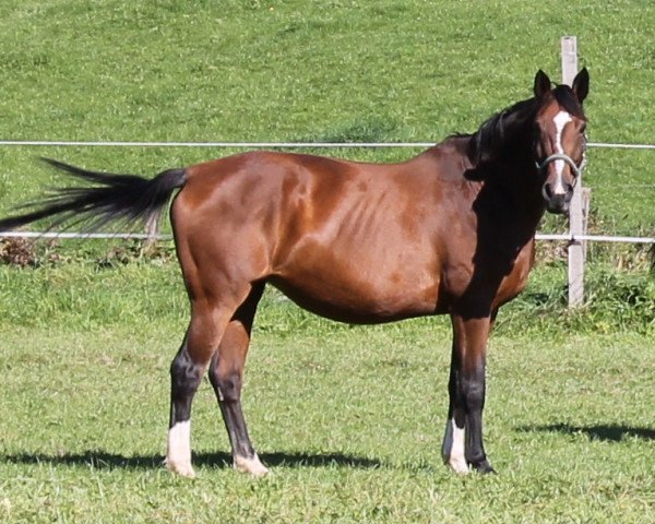 horse Labionda (Westphalian, 1998, from Pik Labionics)