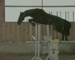 dressage horse Carina S 2 (Westphalian, 2006, from Cassius Clay)