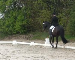 dressage horse Megalik xx (Thoroughbred, 1999, from Goofalik xx)