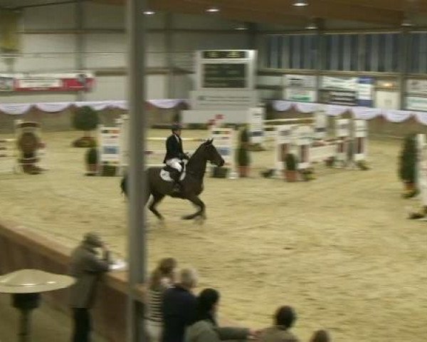 jumper Checkmade (Holsteiner, 2006, from Contendro II)