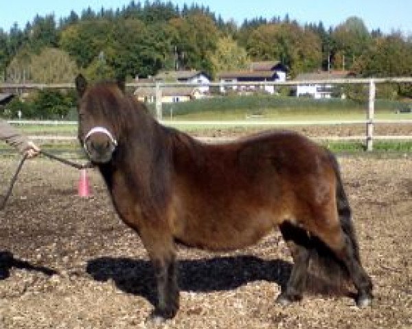 Zuchtstute Adorette v.d. kleine tip (Shetland Pony, 2007, von Lögballes Kojak 155 SH)