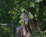 dressage horse Quadriga's Dream Boy (Oldenburg, 2018, from De Niro Gold 3)