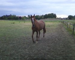 broodmare Rendeszvous (Hanoverian,  , from Rebel Z I)