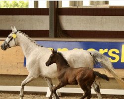 Springpferd Cosacara Z (Zangersheide Reitpferd, 2017, von Cornet Obolensky)