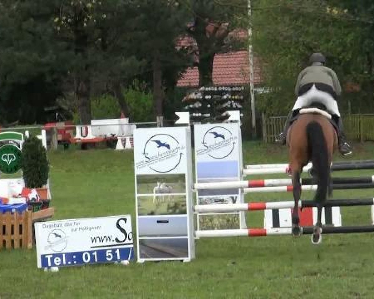 jumper Long Waiting SH (Oldenburg, 2006, from Le Quidam)