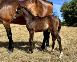 dressage horse My Magic F (Westphalian, 2022, from Majestic Taonga)