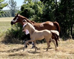 dressage horse Querida F (Westphalian, 2022, from Qaside Md)