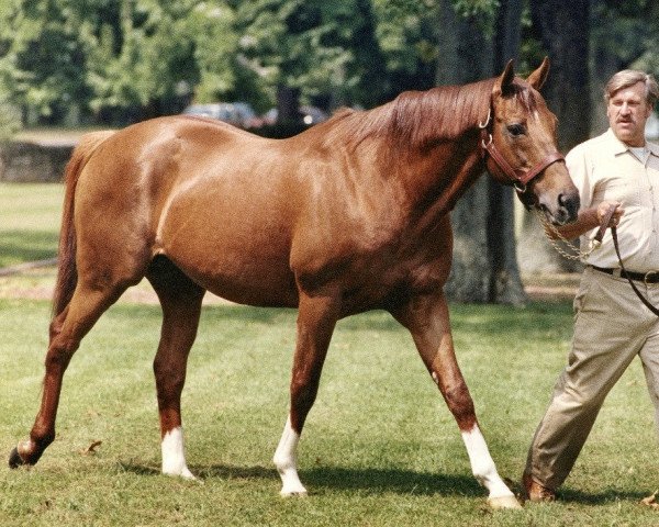 stallion Blushing Groom xx (Thoroughbred, 1974, from Red God xx)