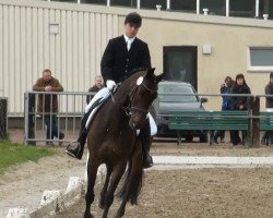 dressage horse Arabell van Stal Aamber (KWPN (Royal Dutch Sporthorse), 2005, from Jackson)