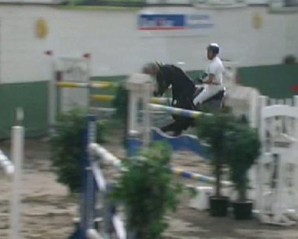 jumper Larix 8 (Swiss Warmblood, 1997)