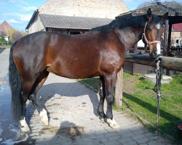 Pferd Layana (Deutsches Sportpferd, 2004, von Gipsy King)