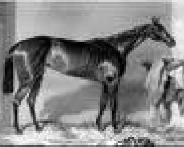 broodmare Constance xx (Thoroughbred, 1848, from Gladiator xx)
