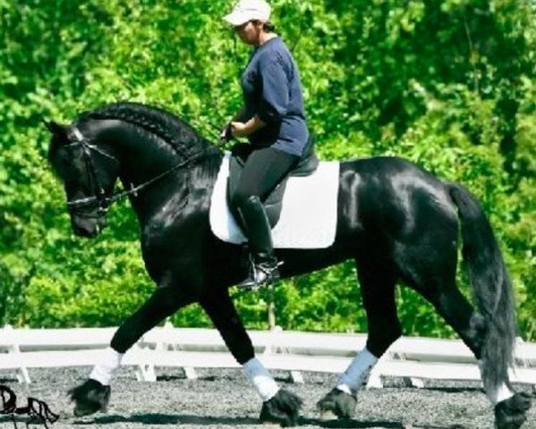 stallion Bente D (Friese, 2000, from Abel)