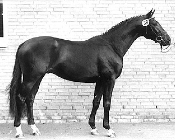 stallion Gipsy King (Trakehner, 1988, from Camelot)