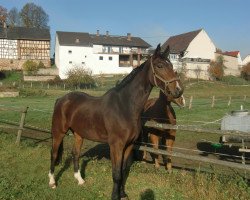 Springpferd Farino (Westfale, 2001, von Faveur)