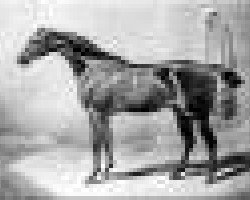 broodmare Peri xx (Thoroughbred, 1822, from Wanderer xx)