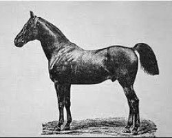 stallion Bartlets Childers xx (Thoroughbred, 1716, from Darley Arabian ox)