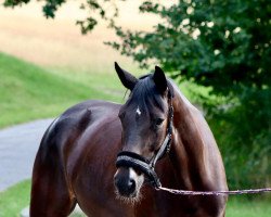 broodmare Herzbeben (Trakehner, 2016, from Schwarzgold)