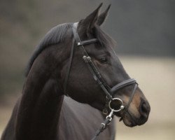 Springpferd Rangi W (Trakehner, 2009, von Heops)