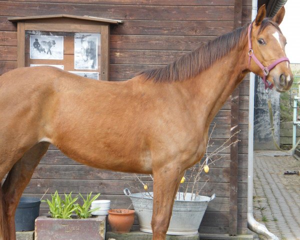broodmare Elenka (German Sport Horse, 2009, from Sanssouci)