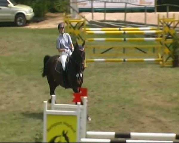 jumper Ernst-August 4 (Hanoverian, 2004, from El Bundy)