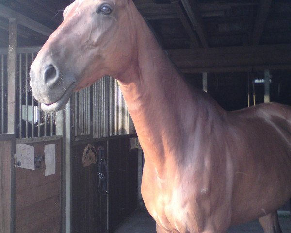 Pferd Laszlo (Zweibrücker, 1990, von Landherr)