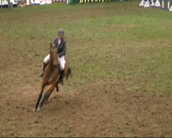 dressage horse Richard Löwenherz (Oldenburg, 1999, from Raphael)