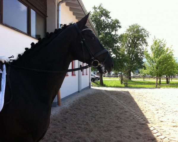 dressage horse Saint Exupéry 3 (Bavarian, 2006, from San Romantiko)