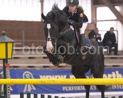 stallion Chjr Smile (KWPN (Royal Dutch Sporthorse), 2001, from Karandasj)