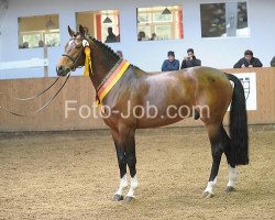 stallion Simsalabim (German Warmblood, 2004, from Chagallo's Charming Boy)