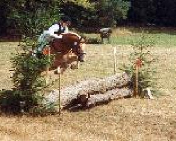 horse Sigward (Haflinger, 1992, from Sigg (6,25% ox))