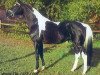 stallion Elvis (Trakehner, 1985, from Karabin)