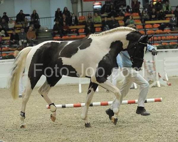 stallion Soel'rings Classix Royal (Pinto with riding horses pedigree, 2009, from Camaro)