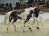 Deckhengst Soel'rings Classix Royal (Pinto mit Reitpferdepedigree, 2009, von Camaro)