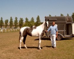 Zuchtstute Soel'rings Classie Sunshine (Pinto/Kleines Reitpferd, 2002, von Latimer)