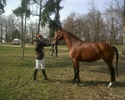 broodmare Quäntchen Glück (Austrian Warmblood, 2006, from Quadrigus M)