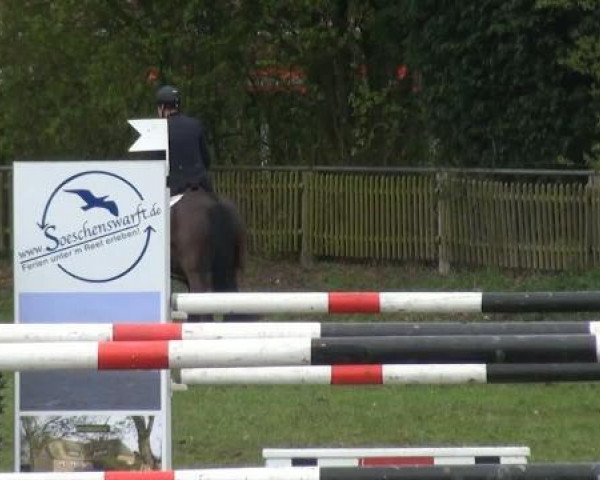 jumper Enzo (Hanoverian, 2004, from Eremias)