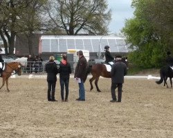 dressage horse Promise Flash (New Forest Pony, 1995, from Jasper 210)