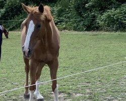 horse Rugby 52 (Trakehner, 2003, from Ovid)