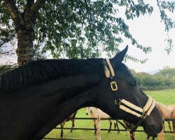 broodmare Hohelied (Oldenburg, 2010, from Hohenstein I)