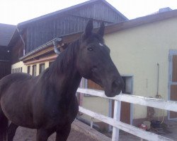 broodmare Linda (Noble Warmblood, 1988, from Adlerflug 1415)