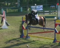 jumper Silbermond 10 (Holsteiner, 2002, from Contender)