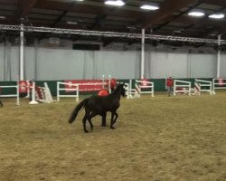 dressage horse Hengst von Der feine Lord AT (German Riding Pony, 2009, from Der feine Lord AT)